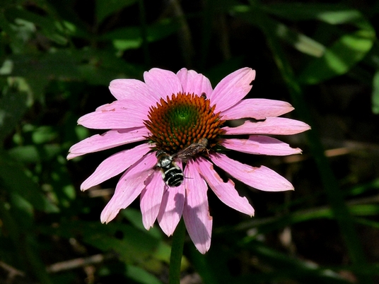 {Echinacea purpurea}
